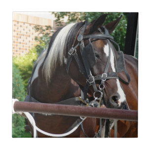 Bay Pinto Amish Buggy Horse Tile