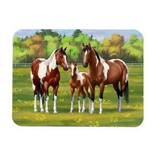 Bay Pinto Paint Quarter Horses In Summer Pasture Magnet