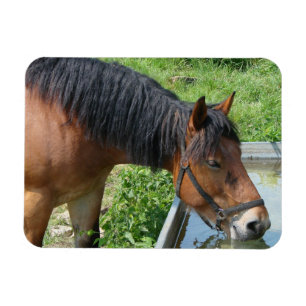 Bay Pony Drinking from Water Trough Magnet