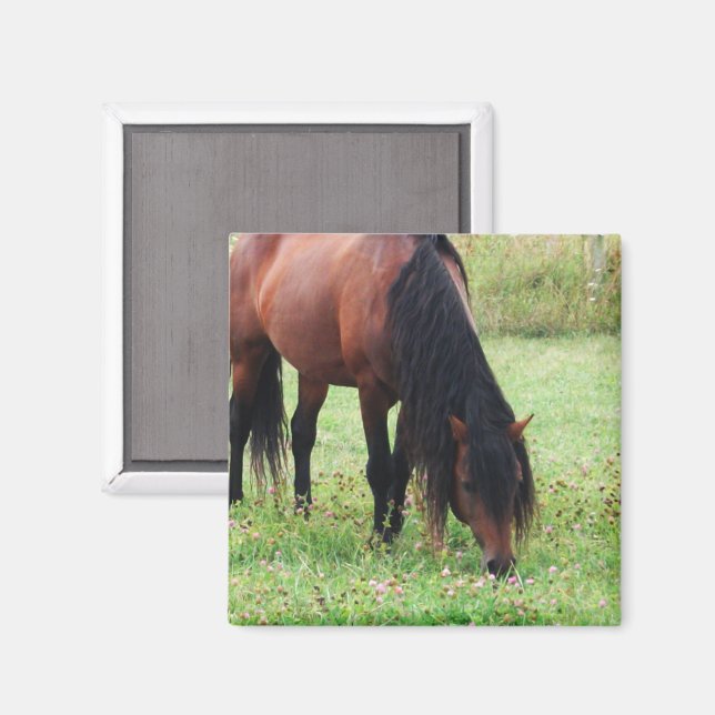 Bay Pony, Horse, Grazing Magnet (Front/Back)