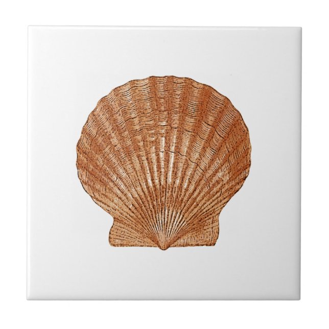 Bay Scallop Shell Tile (Front)