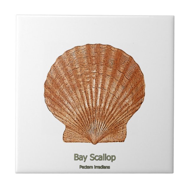 Bay Scallop Shell Tile (Front)