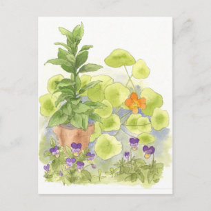 Bay Tree Nasturium Herb Garden Watercolor Postcard