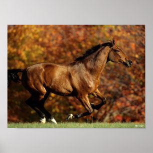 Bay Warmblood Running Autumn Background Poster