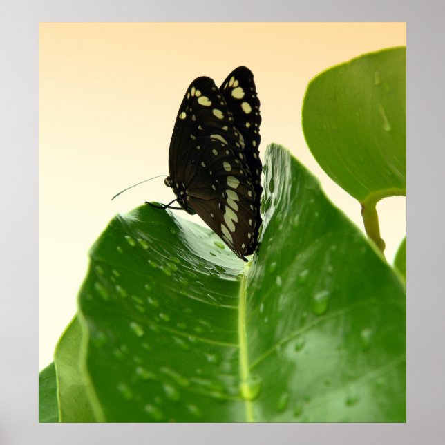 bb fli 2 poster (Front)