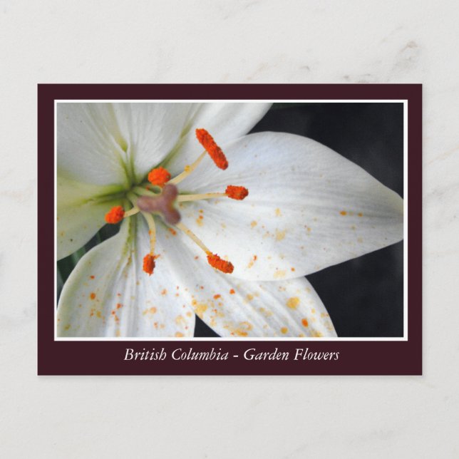 BC garden flowers Postcard (Front)