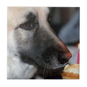 BDAY GSD TILE