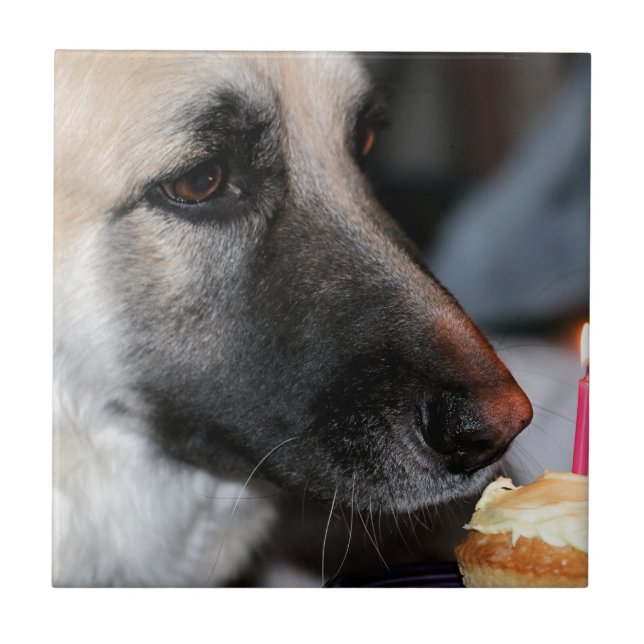 BDAY GSD TILE (Front)