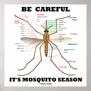 Be Careful It's Mosquito Season (Mosquito Anatomy) Poster