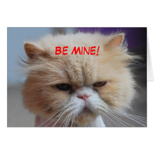 Be Mine Persian Cat