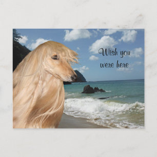 Beach afghan hound postcard