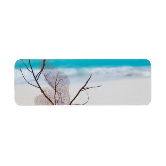 beach-and-sea-concept beach beauty blue caribbean