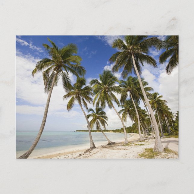 Beach at Punta Cana Postcard (Front)