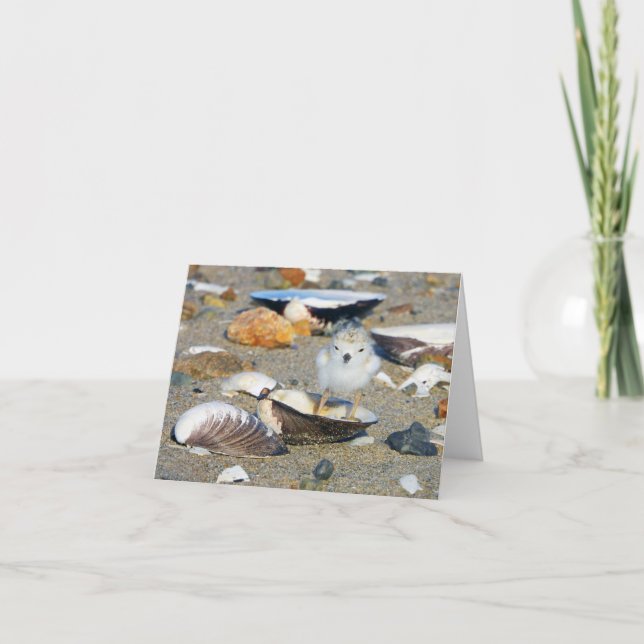 Beach Baby Piping Plover Chick Seashells Note Card (Front)