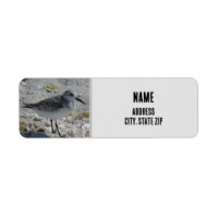 Beach Bird Nature Photo Grey Coastal Animal