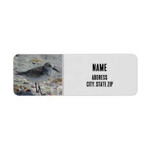 Beach Bird Nature Photo Gris Animal côtier