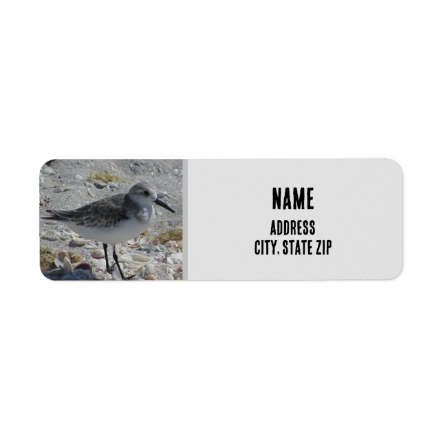 Beach Bird Nature Photo Gris Animal côtier (Devant)