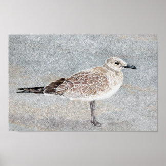 Beach Bird Poster
