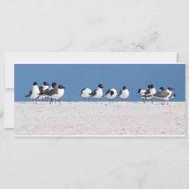 Beach Birds (Front)