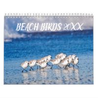 Beach Birds Photography