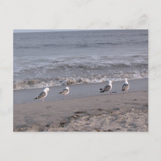 beach birds postcard (Front)