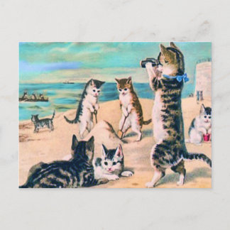 Beach Cats Postcard