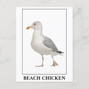 Beach Chicken – Seagull Gull Humour Postcard