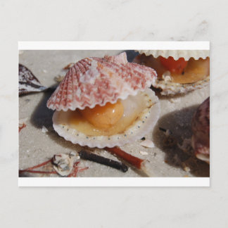 Beach Clam Postcard