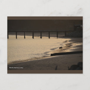 Beach Dog at Sunset   Blue Beach Song™ Postcard
