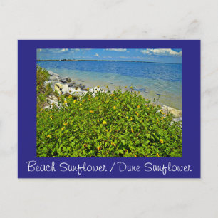 Beach / Dune Sunflower postcard or invitation