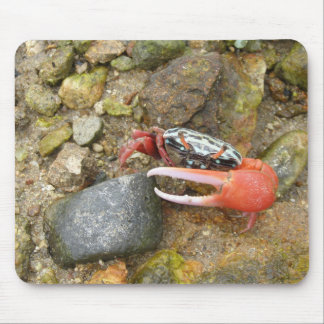 Beach Fiddler crab Mouse Pad