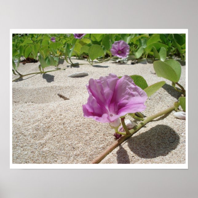 Beach Flower Poster (Front)