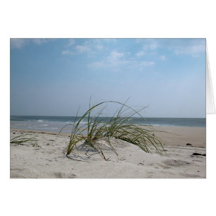 Beach Grass