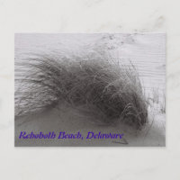 Beach Grass Rehoboth Postcard