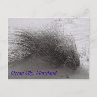 Beach Grasss Ocean City Postcard