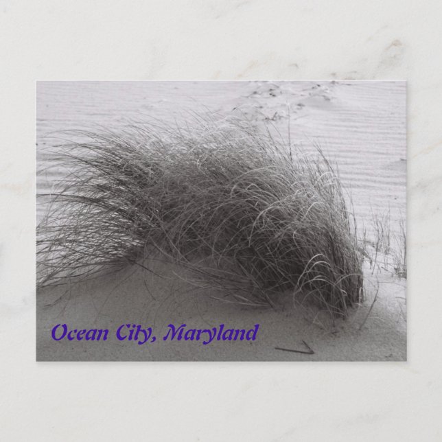 Beach Grasss Ocean City Postcard (Front)