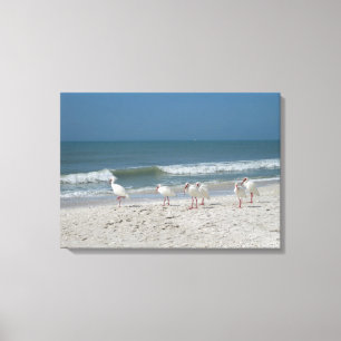 Beach Ibis Canvas Print