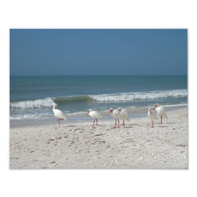 Beach Ibis Photo Print (Front)