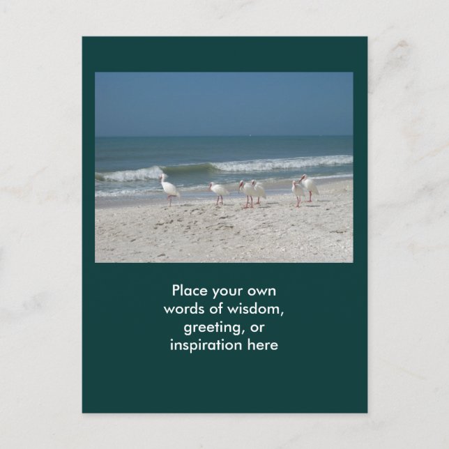 Beach Ibis Postcard (Front)