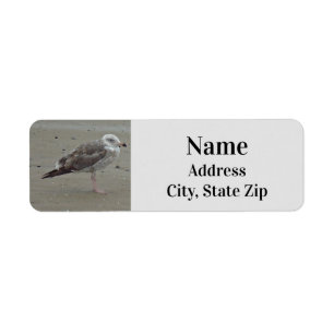 Beach Lone Seagull Photo Ocean Bird