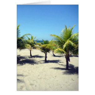 beach palm trees