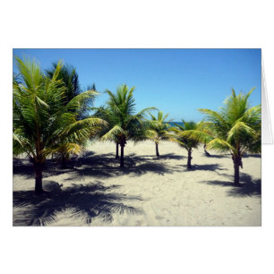 beach palms