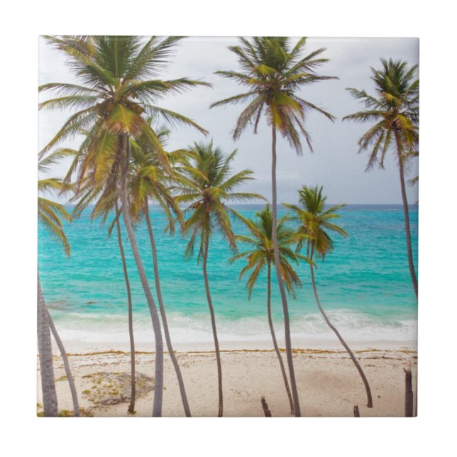 Beach Palms Tile (Front)