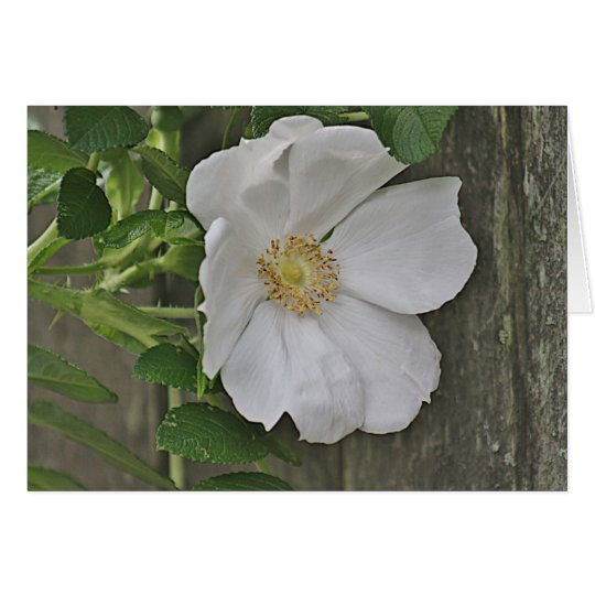 Beach plum rose card