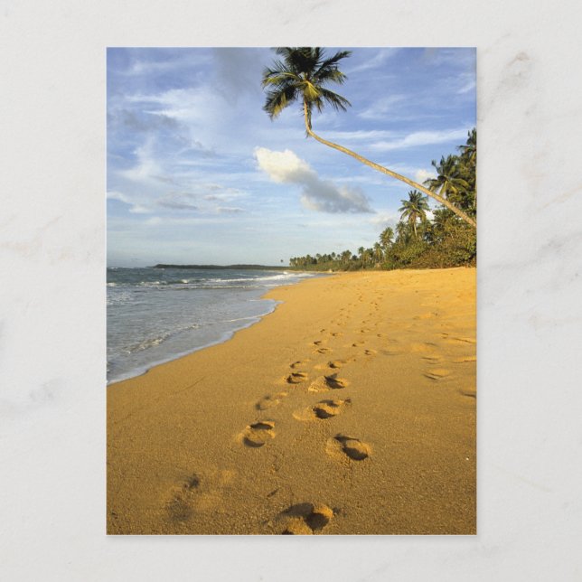 Beach Puerto Rico Postcard (Front)