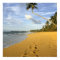 Beach Puerto Rico