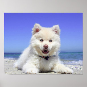 Beach Puppy Dog Fluffy White Animal Summer Photogr Poster