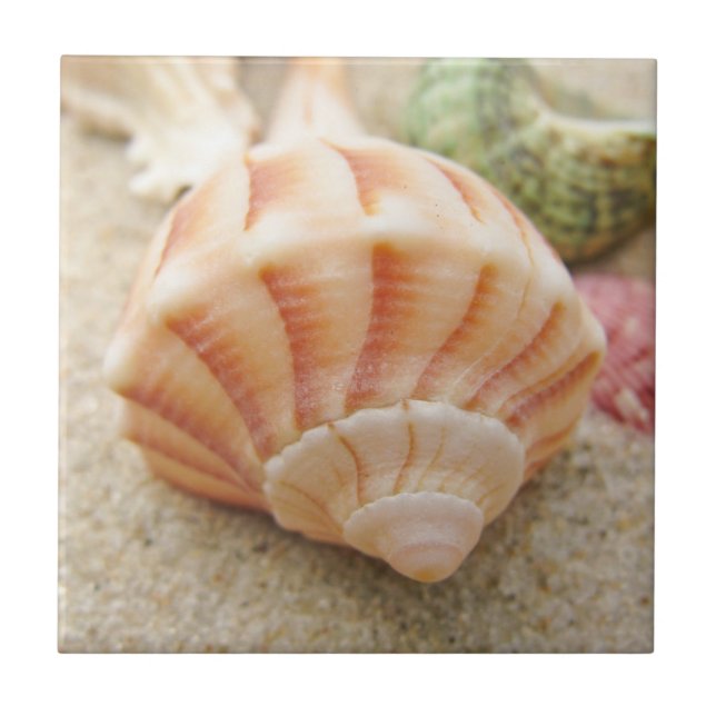 Beach Seashell Photo Tile (Front)