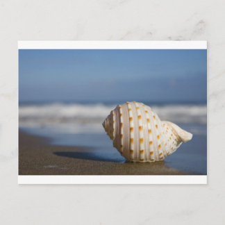 Beach Seashell Postcard