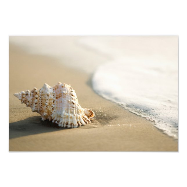 Beach Shell Photo Print (Front)